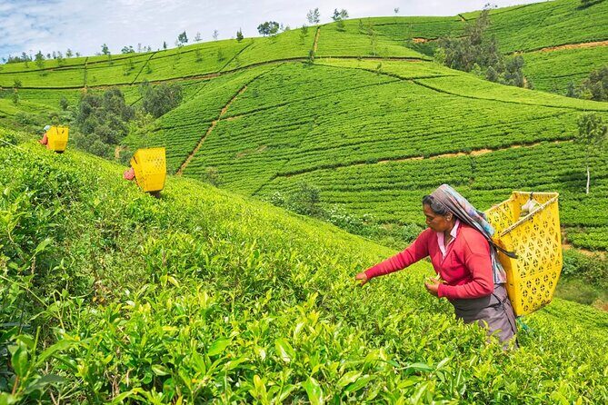 Colombo to Nuwara Eliya Transfer - Why This Transfer Works