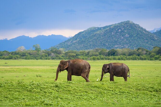 Colombo to Trincomalee Shuttle & Safari Drive - FAQs
