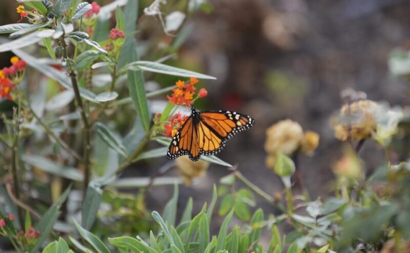 Colon Weekend Skies - Key Points