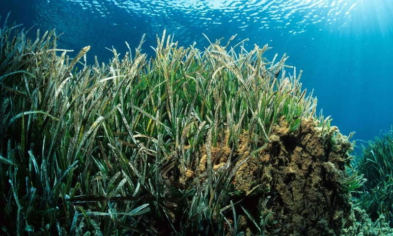 Colonia Sant Jordi: Premium & Fast Boat Tour around Cabrera - A Deep Dive into the Cabrera Boat Tour Experience