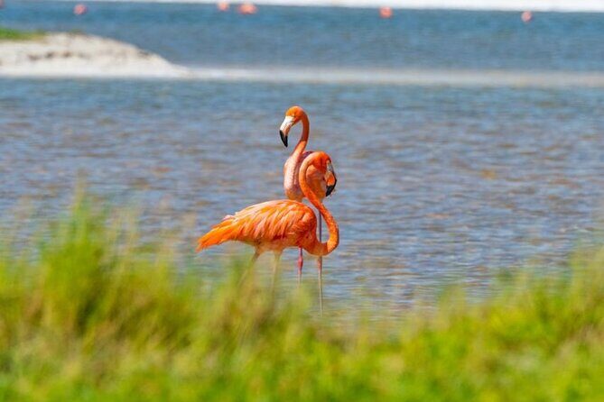 Coloradas Pink Lagoon Adventure from Playa del Carmen and Riviera Maya - The Sum Up