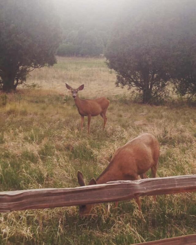 Colorado Springs: Garden of the Gods & Historic Town Tour - Detailed Breakdown of the Tour Itinerary