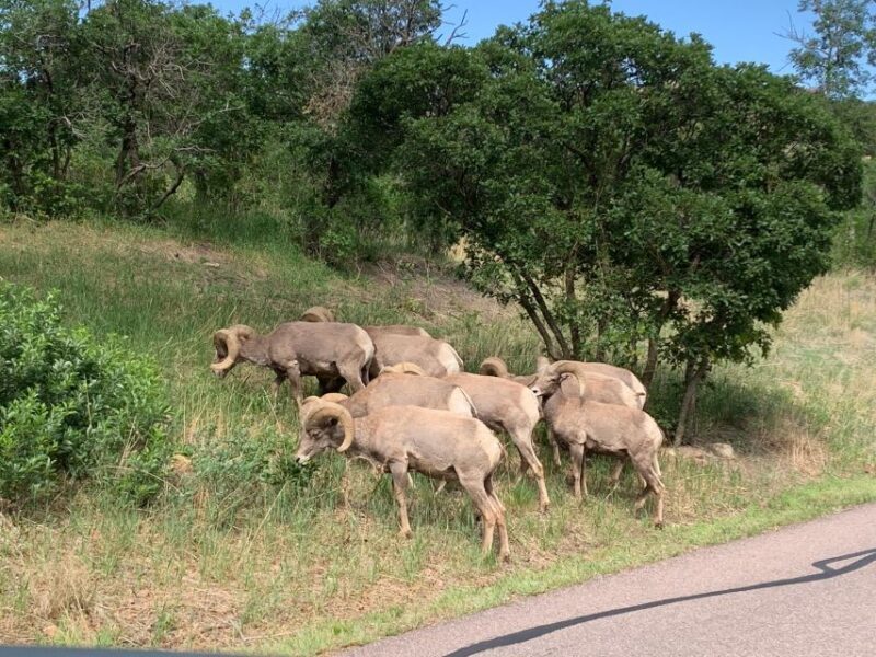 Colorado Springs: Garden of the Gods Luxury Jeep Tour - Key Points