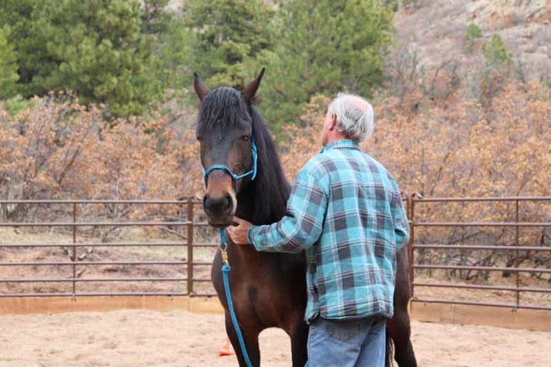 Colorado Springs: Mindfulness with Rescue Mustangs - An Experience That Feels Both Grounding and Genuine