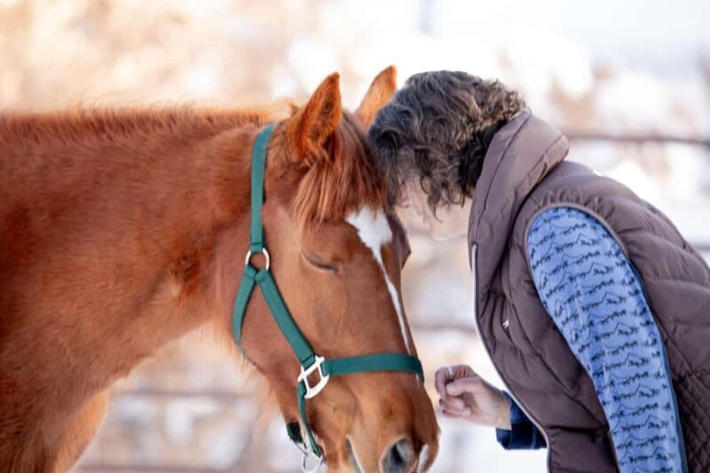 Colorado Springs: Mindfulness with Rescue Mustangs - Practical Details and Logistics