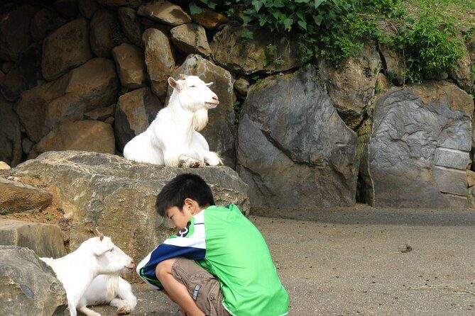 Colors of Japan, Fukuoka Nokonoshima Island Park & Wagyu BBQ - Who Will Love This Experience?