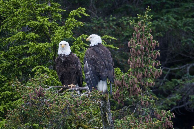 Columbia Glacier Cruise from Valdez - Final Thoughts: Is This Tour Worth It?
