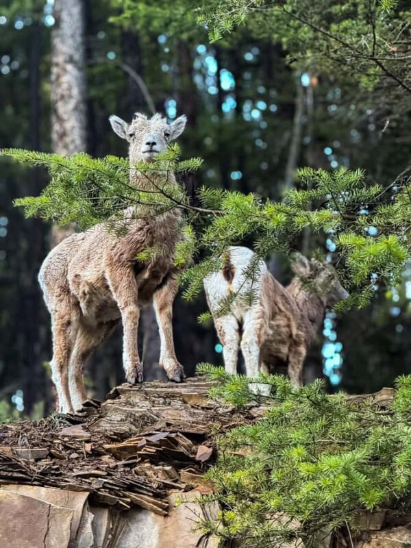 Columbia Icefield, Skywalk, Crowfoot Glacier, and Lakes Tour - FAQ
