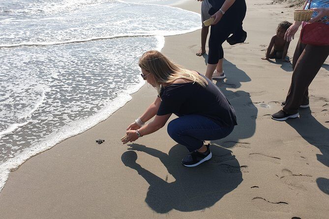 Combo 6 Hr Tour All City Highlights Divers Baby Turtle Release - A Deep Dive into the Acapulco Experience