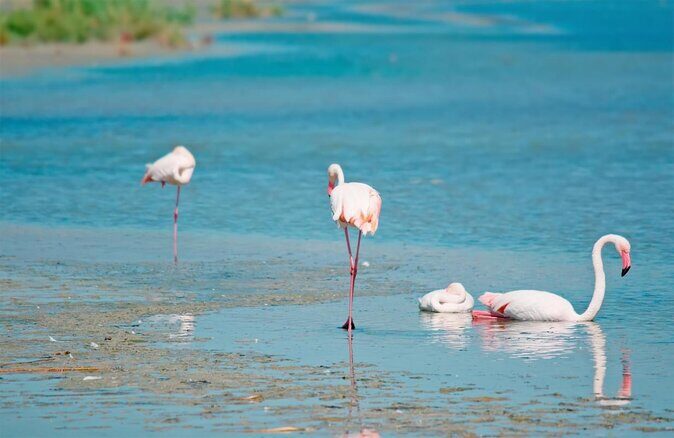Combo: Cagliari Old Town and the Oasis of Flamingos - Why This Tour Works for Travelers