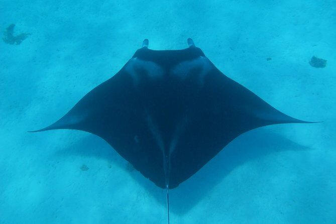 Combo Diving and Snorkeling Full Day Tour - Discovering Bora Bora: What to Expect from the Tour