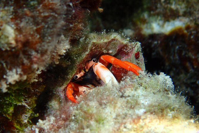 Combo Diving and Snorkeling Full Day Tour - The Experience and Its Value