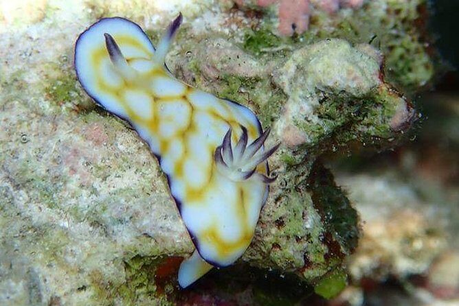 Combo Diving and Snorkeling Half-Day Tour - FAQs