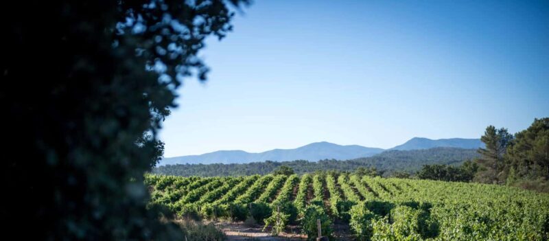 Commanderie de Peyrassol: Guided tour of the sculpture park by golf cart - Exploring the Commanderie de Peyrassol Sculpture Park by Golf Cart: A Balanced Review