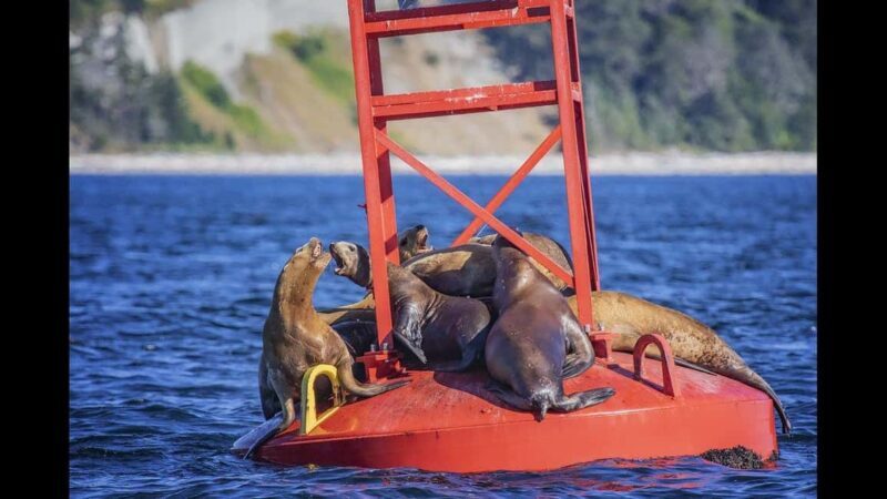 Comox: 4 Hour Whale and Wildlife Watching Tour - A Detailed Look at the Experience