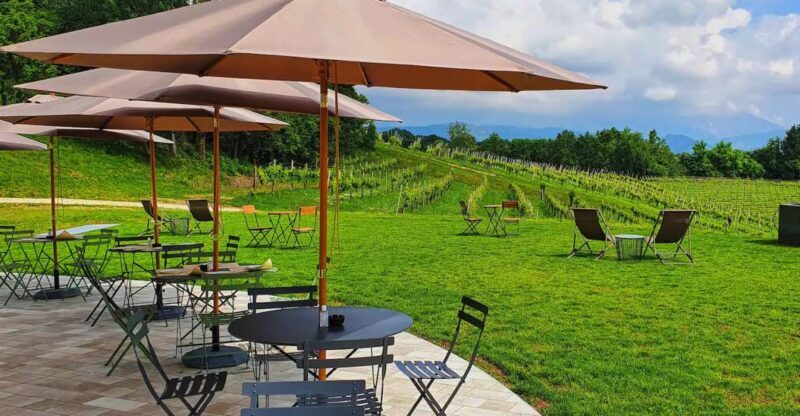 Conegliano: Prosecco Hills and Vineyards tour - Practical Tips & Considerations