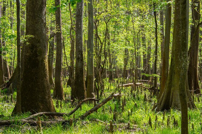 Congaree National Park Self Guided Audio Walking Tour - Final Thoughts