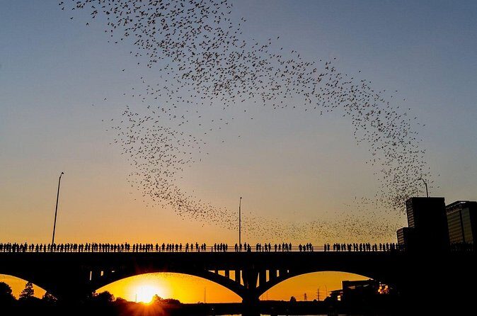 Congress Bridge Kayaking Bat Tour - Practical Tips for Participants