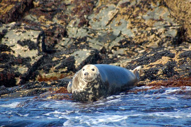 Connemara & Inishturk Island wildlife watching cruise. Private guided Full-day - Authentic Experiences and Genuine Encounters