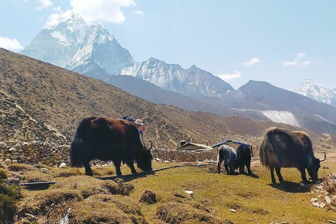 Conquer the Majestic Ama Dablam Base Camp: A Trekker's Paradise - The Itinerary Breakdown: What to Expect Each Day