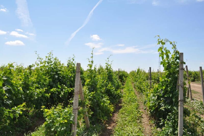 Constana: Ancient Histria Fortress and Local Wine Tasting - Key Points