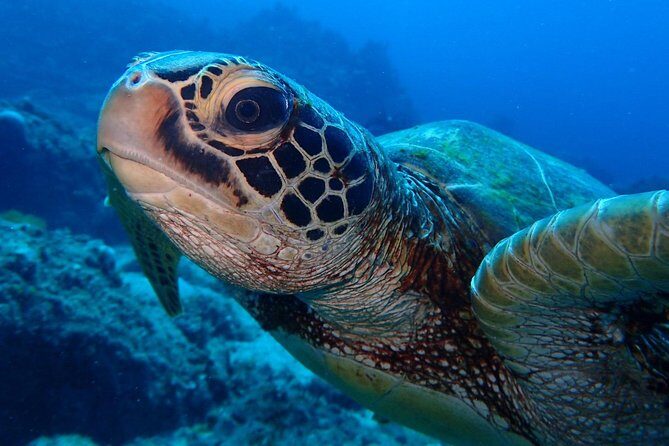 Continue your education with the Advanced Open Water Diver course - 2 days - The Sum Up