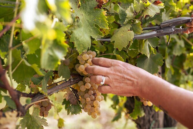 Cooking Class: Italian Authentic Recipes with Lunch - FAQ