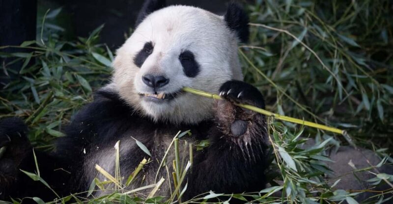 Copenhagen: Copenhagen Zoo Entry Ticket - The Heart of the Experience: What to Expect at Copenhagen Zoo