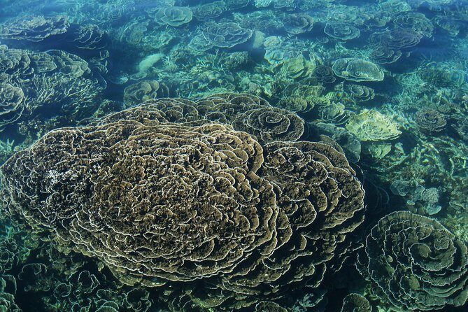 Coral Bay 2-Hour Coral Viewing and Snorkeling - An In-Depth Look at the Coral Bay 2-Hour Reef Tour