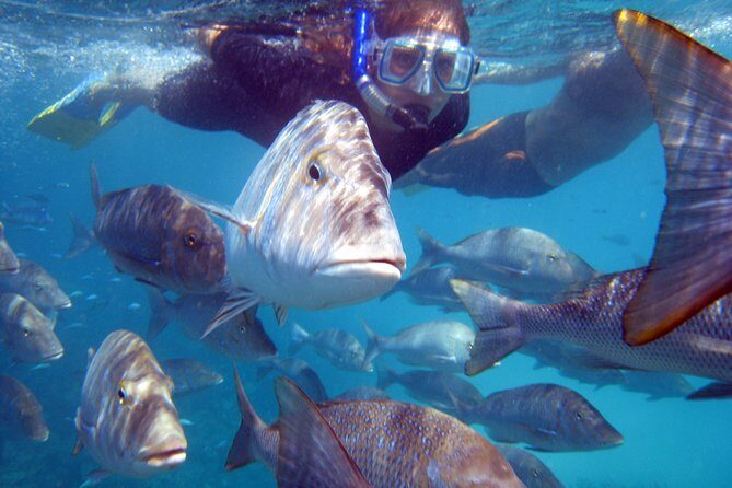 Coral Bay 2-Hour Coral Viewing and Snorkeling - Final Thoughts: Who Should Book This Tour?