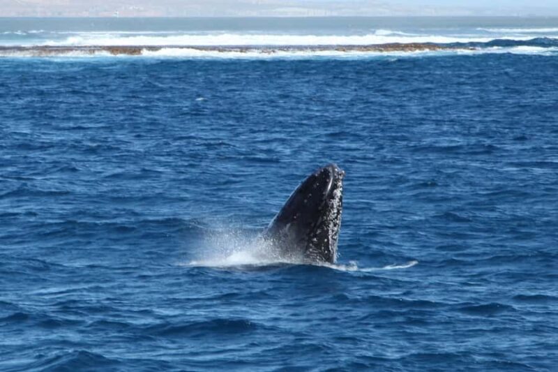 Coral Bay: 3-Hour Whale Watching Experience - Key Points