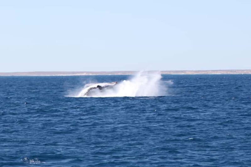 Coral Bay: 3-Hour Whale Watching Experience - An Overview of the Experience