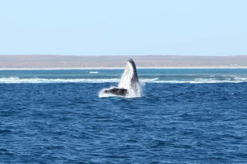 Coral Bay: 3-Hour Whale Watching Experience - Breakdown of the Itinerary