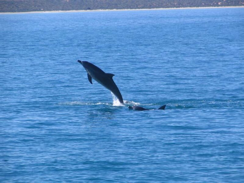 Coral Bay: 3-Hour Whale Watching Experience - Who Will Love This Tour?