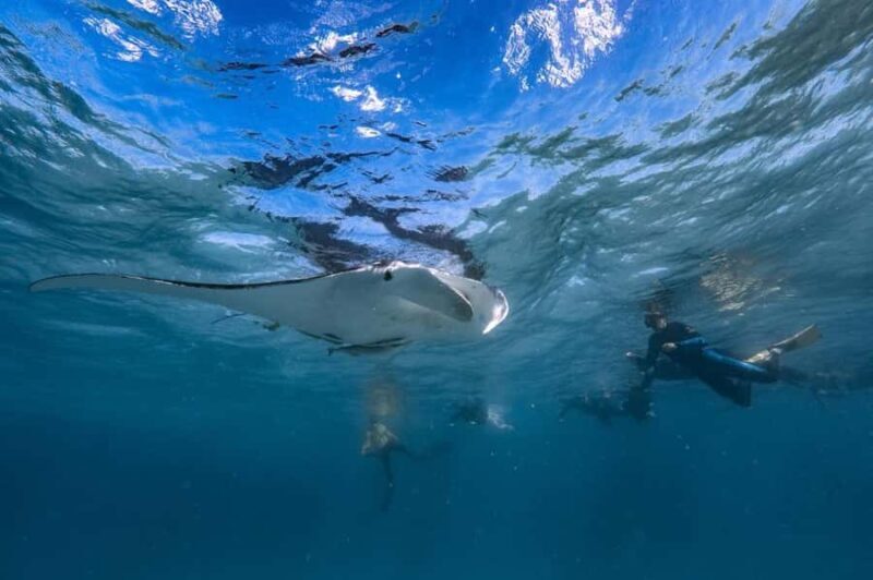 Coral Bay: Full Day Ningaloo Reef with Manta Rays Tour - An In-Depth Look at the Tour Experience