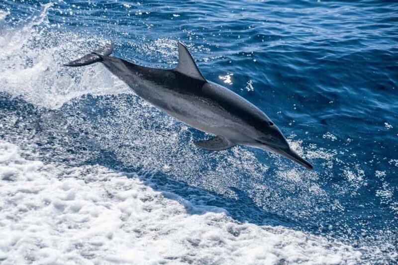 Coral Bay: Full Day Ningaloo Reef with Manta Rays Tour - Final Thoughts