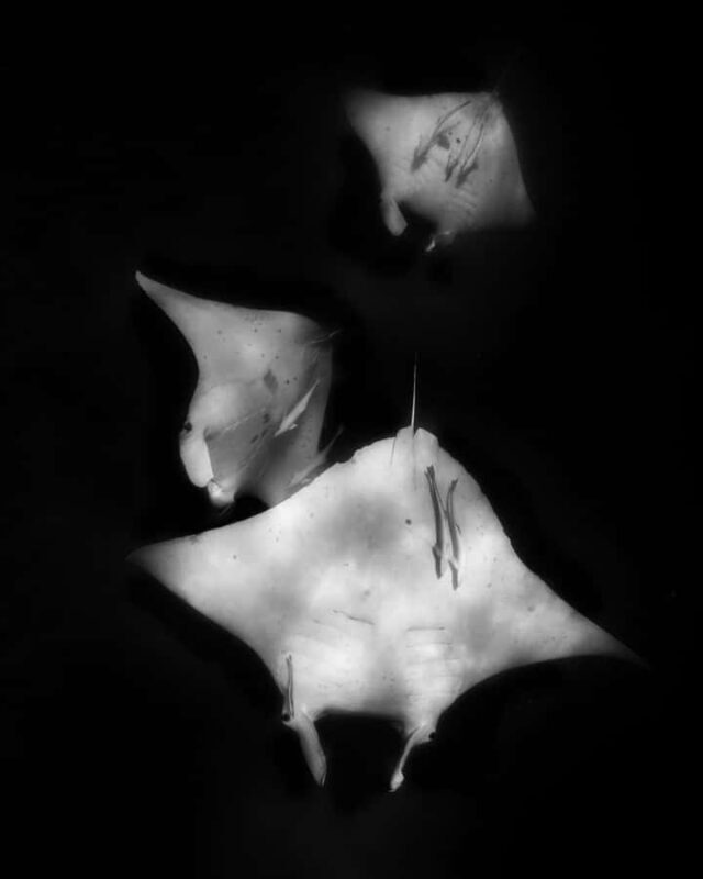 Coral Bay: Half Day Ningaloo Reef Adventure with Manta Rays - The Experience of Snorkeling and Diving