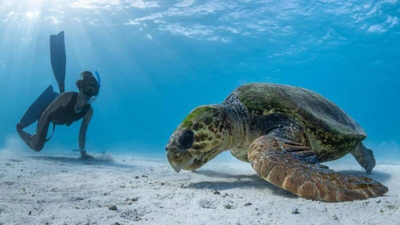 Coral Bay: Half Day Ningaloo Reef Adventure with Manta Rays - Who Will Love This Tour?