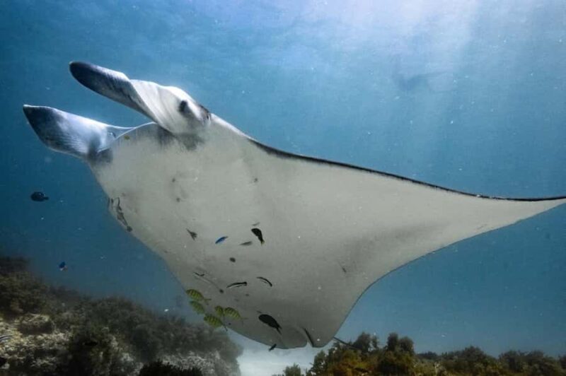 Coral Bay: Half Day Ningaloo Reef Adventure with Manta Rays - FAQs