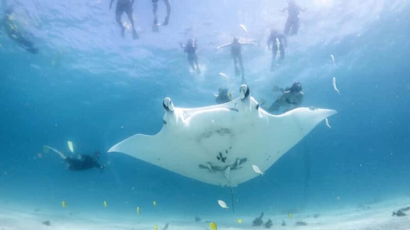Coral Bay: Marine Eco Safari - Swim With Manta Rays - Key Points