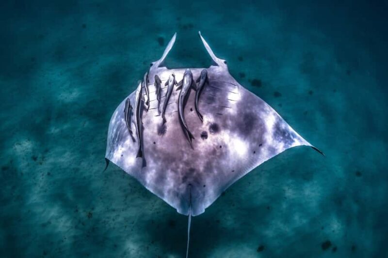 Coral Bay: Marine Eco Safari - Swim With Manta Rays - An In-Depth Review of the Coral Bay Marine Eco Safari