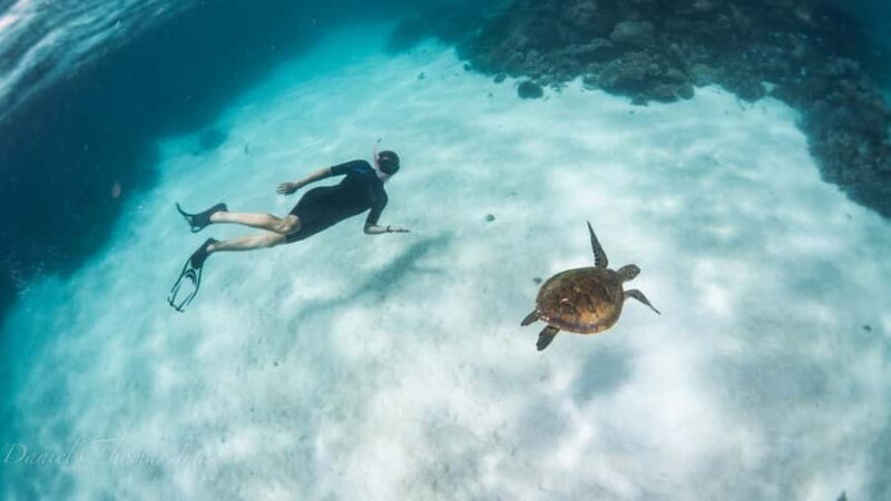 Coral Bay: Ningaloo Reef 3-Hour Turtle Ecotour - Key Points