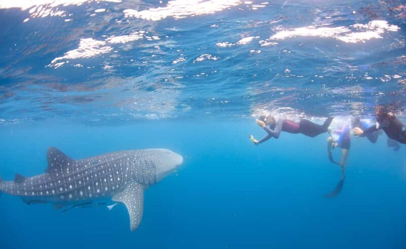 Coral Bay: Ningaloo Reef Swim and Snorkel with Whale Sharks - Exploring the Itinerary in Detail