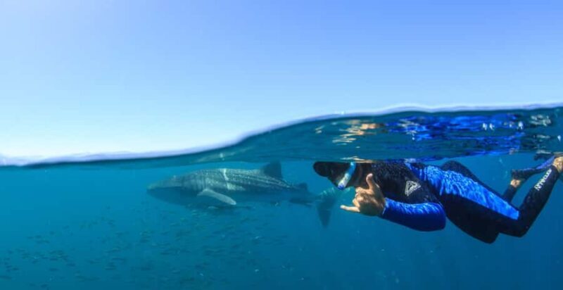 Coral Bay: Ningaloo Reef Swim and Snorkel with Whale Sharks - What to Expect on the Boat and During Your Day