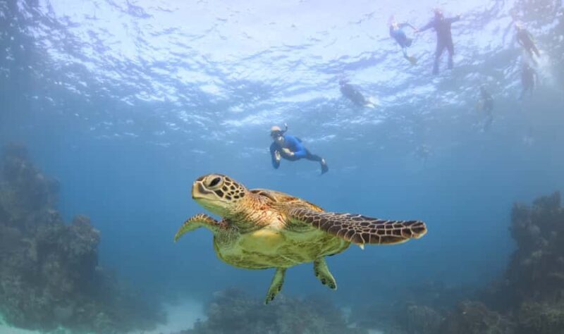 Coral Bay: Ningaloo Reef Swim and Snorkel with Whale Sharks - Price and Value Analysis