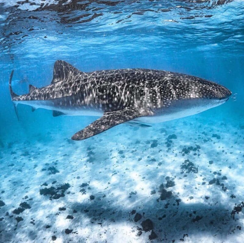 Coral Bay: Ningaloo Reef Swim and Snorkel with Whale Sharks - Who Should Consider This Tour?