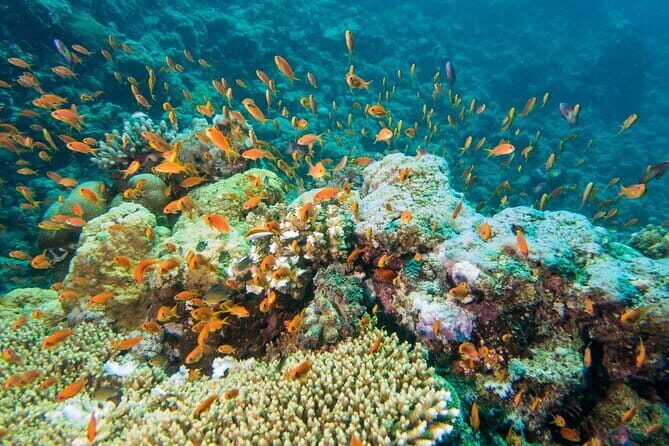 Coral Island Banana Beach Snorkeling and Clear Kayak Tour - FAQs