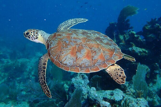 Coral Reef Half Day Snorkel Trip - An In-Depth Look at the Coral Reef Half Day Snorkel Trip