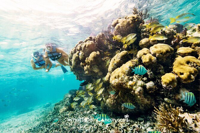 Coral Reef Snorkeling Expedition from Cancun with Beachside Lunch - Final Thoughts: Who Should Consider This Tour?