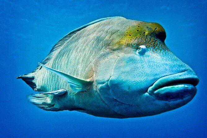 Coral Sea Dreaming Overnight Dive, Snorkel and Sail - FAQ